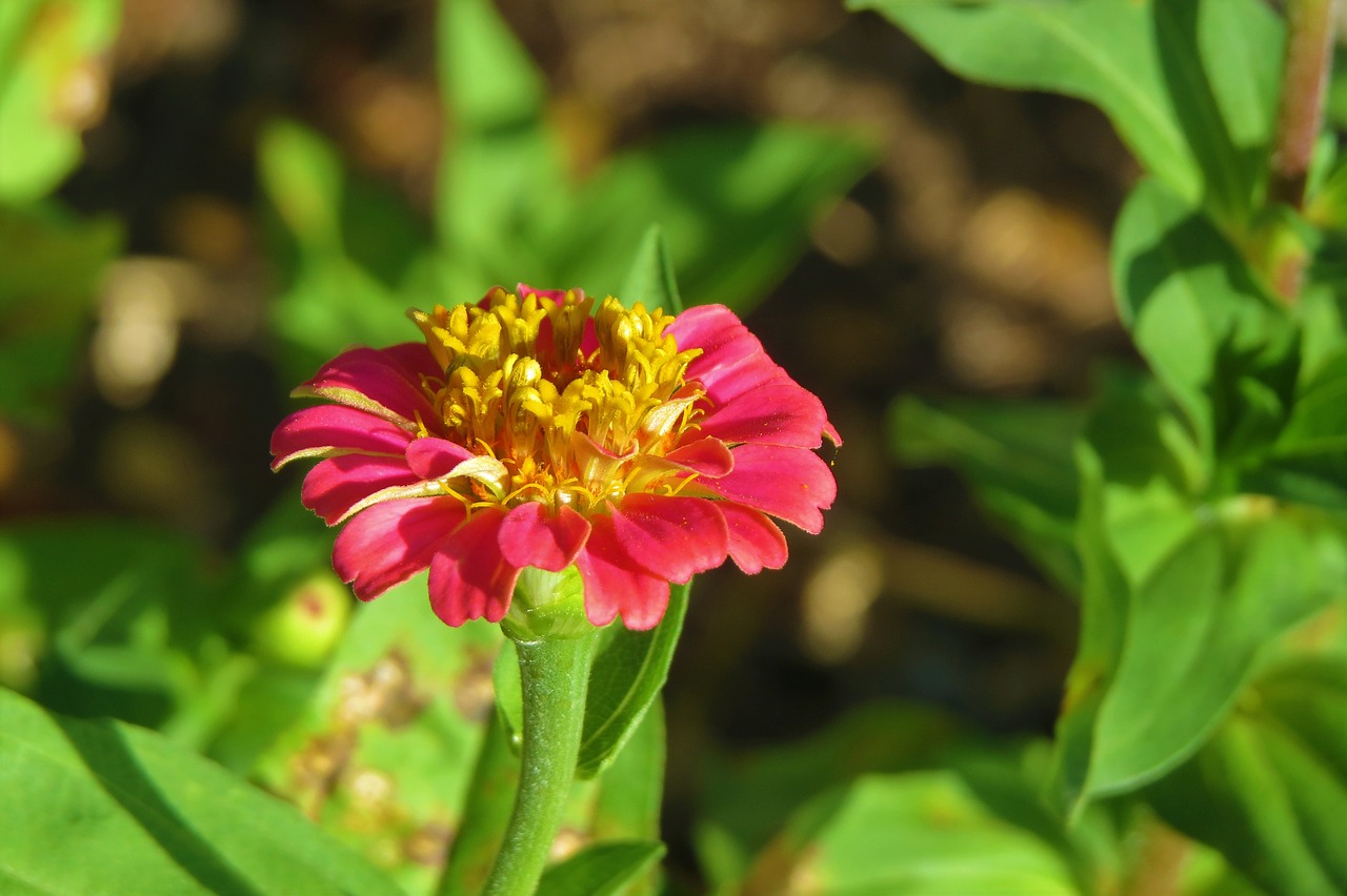 flower pink yellow free photo