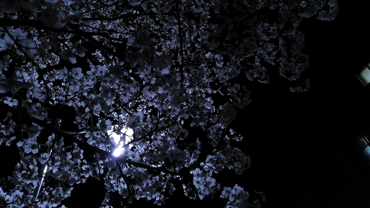 flower night moon free photo