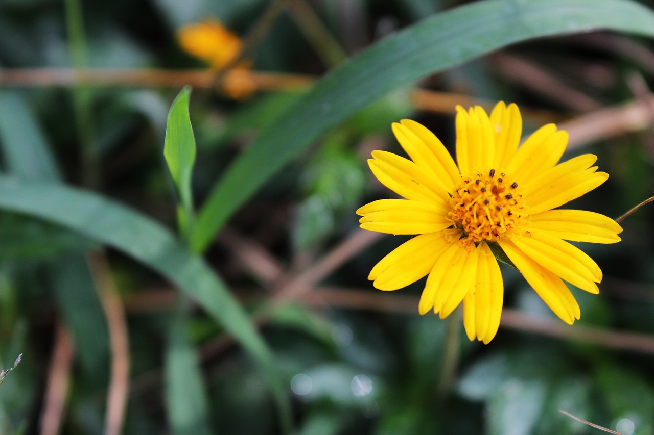 flower yellow yellow flower free photo