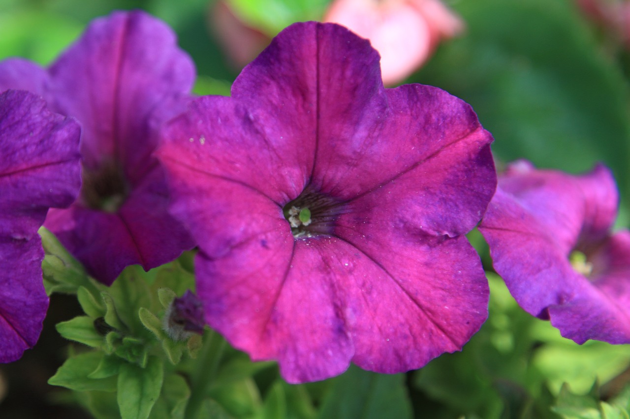 flower plant morning glory free photo