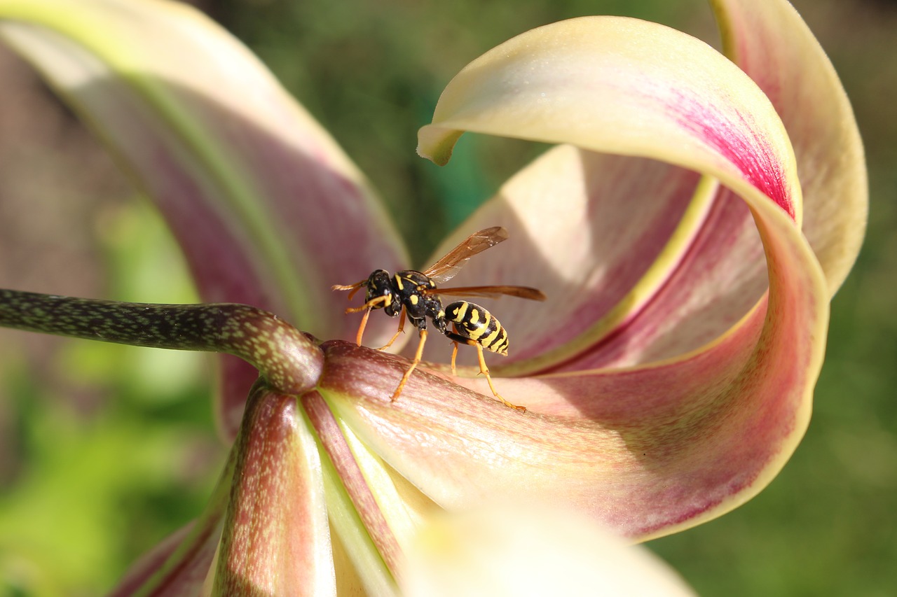 flower petals wasp free photo