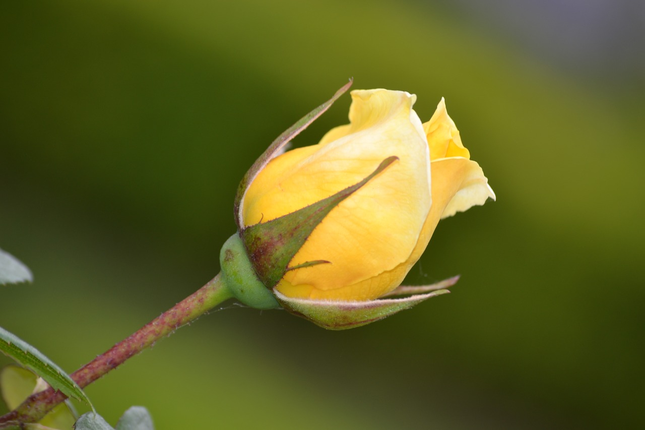 flower rosa yellow free photo