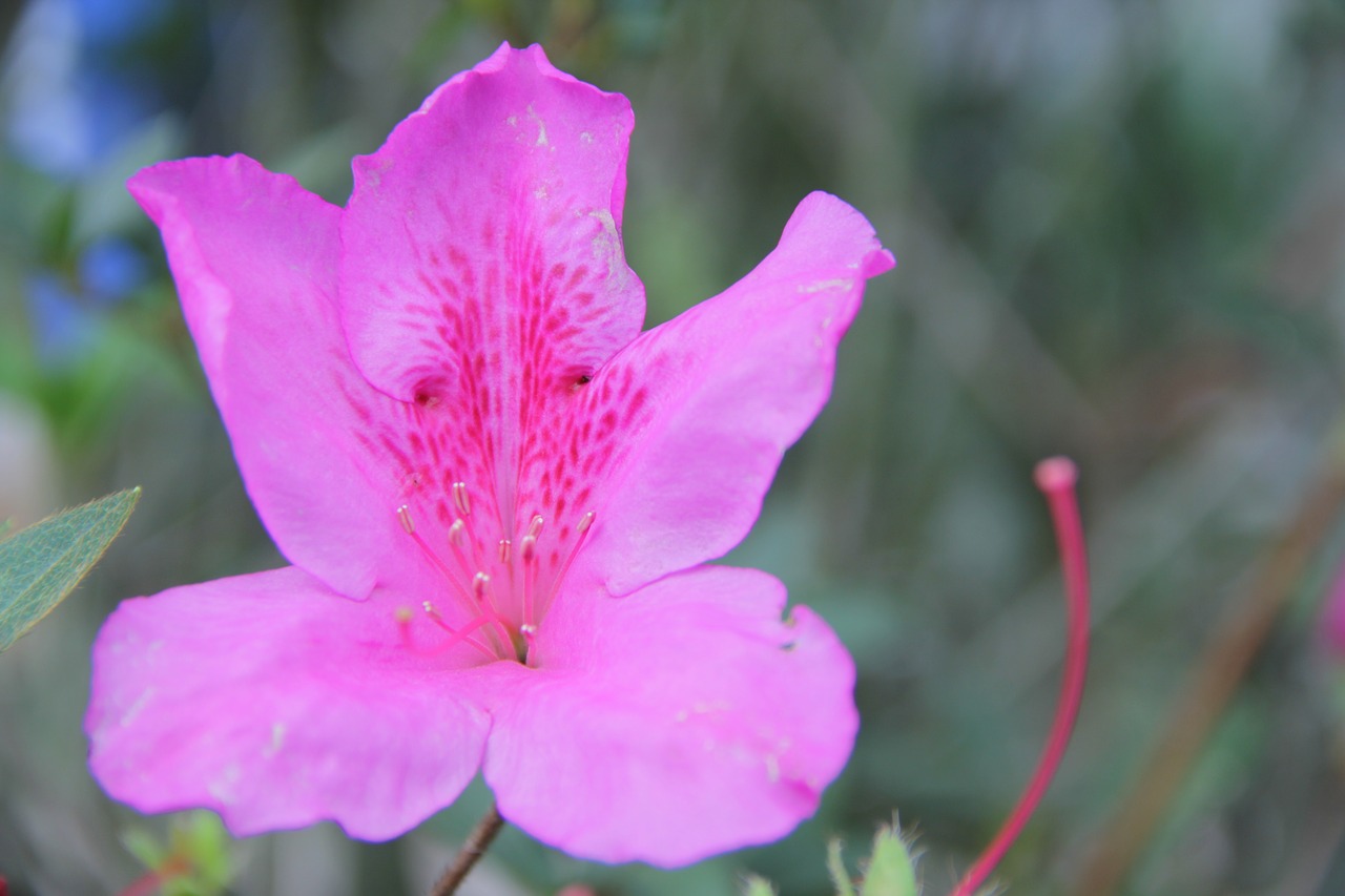 flower rosa plant free photo