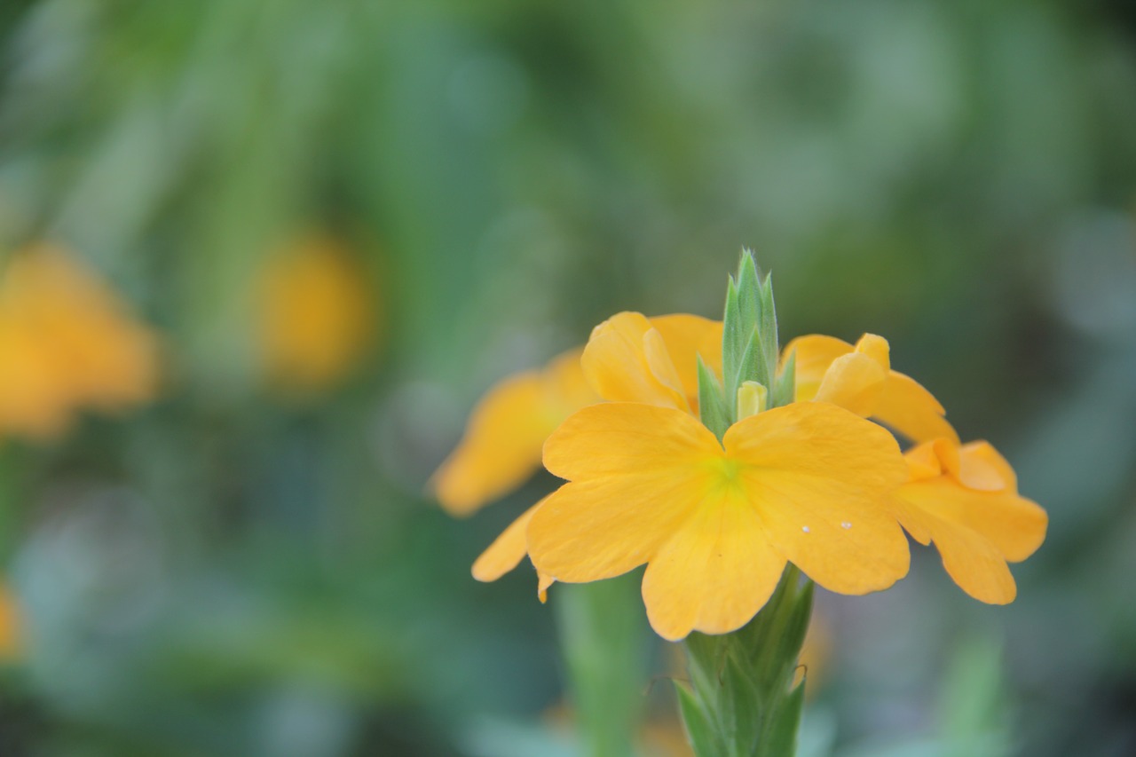 flower yellow nature free photo