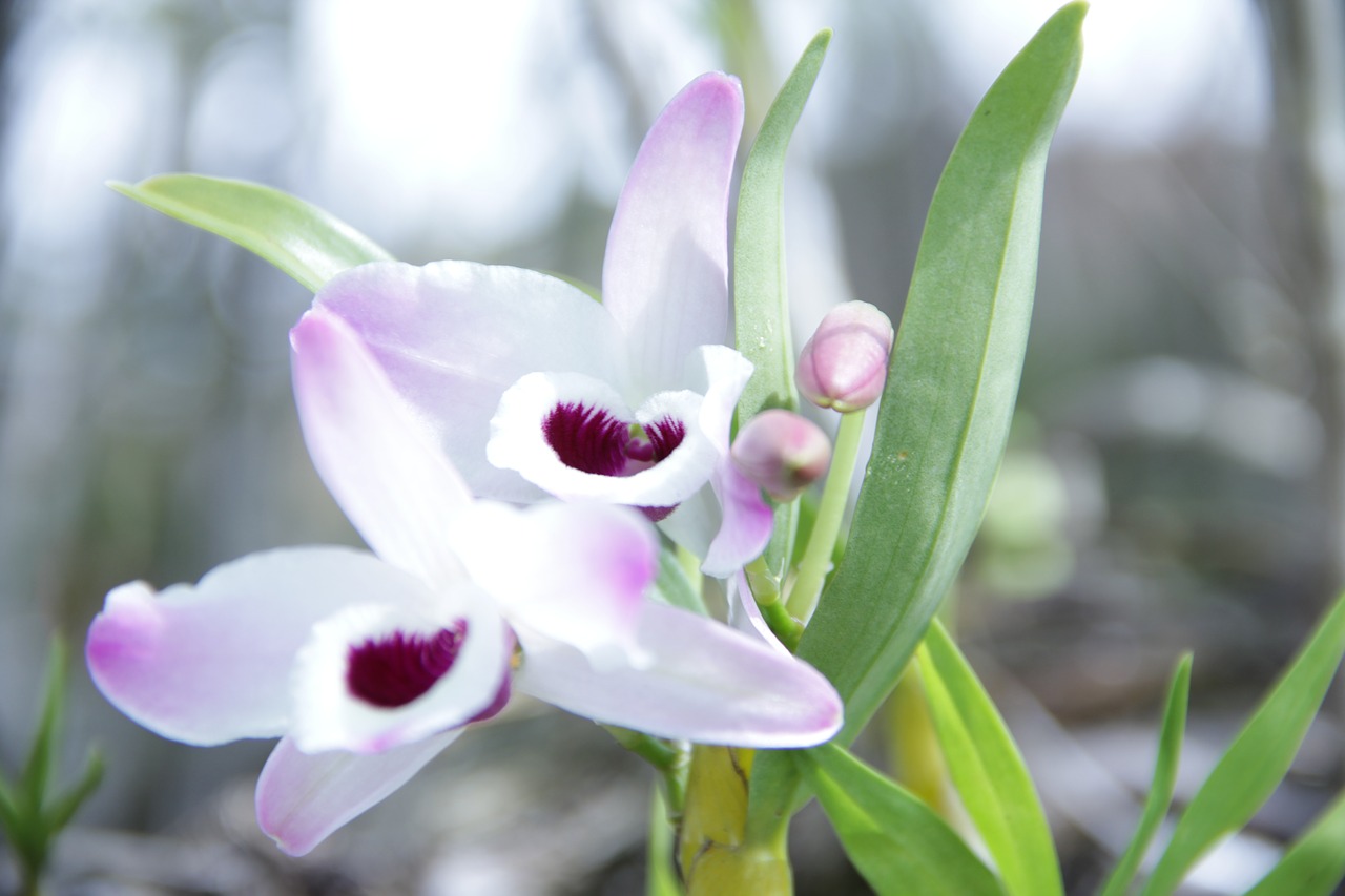 flower orquidea plant free photo