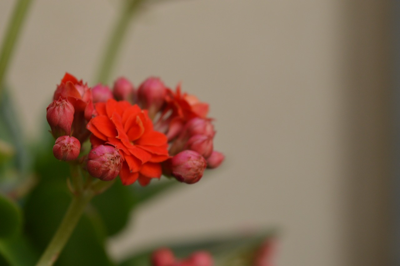 flower foliage plant free photo