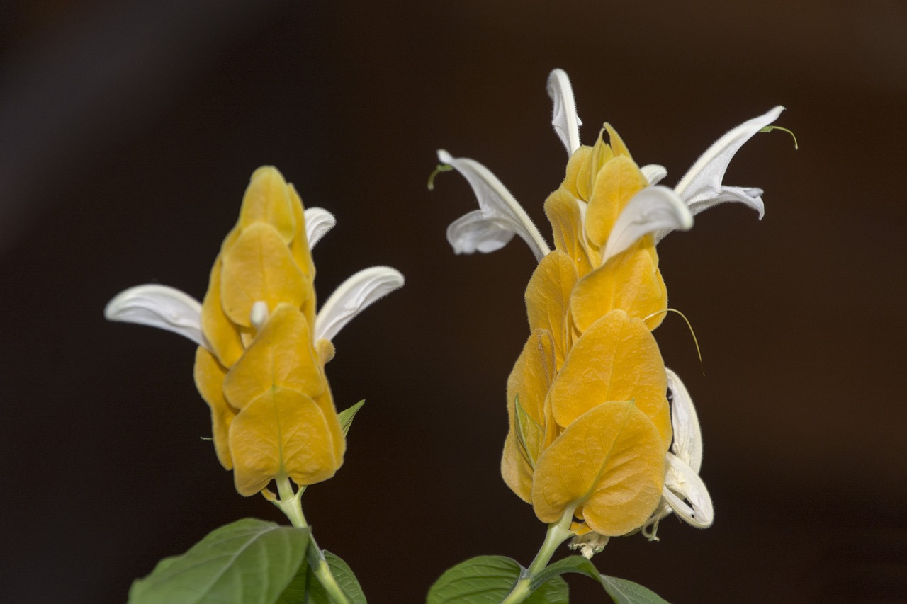 flower yellow plant free photo