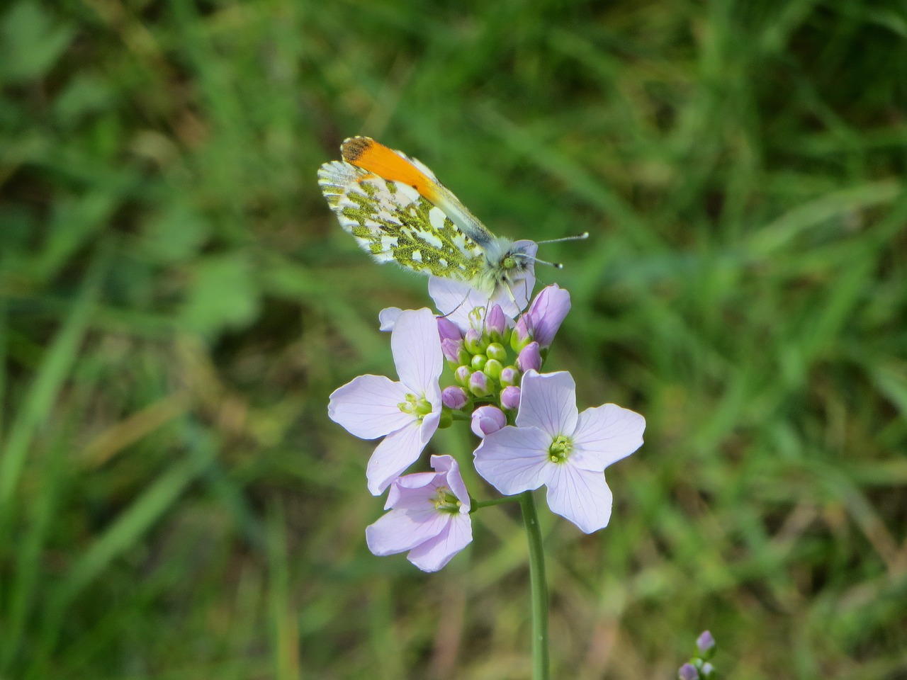 flower butterfly nature free photo