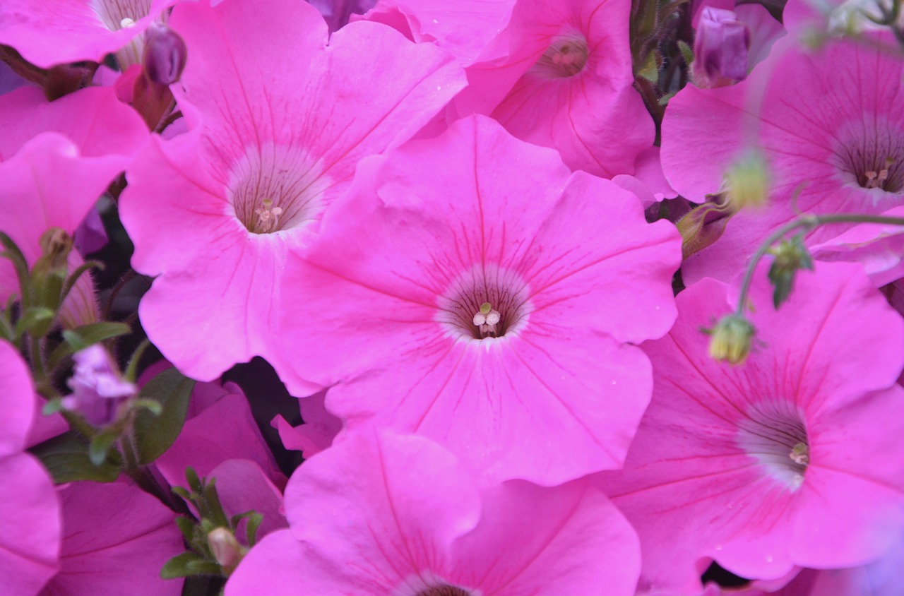 flower roses pink flowers free photo