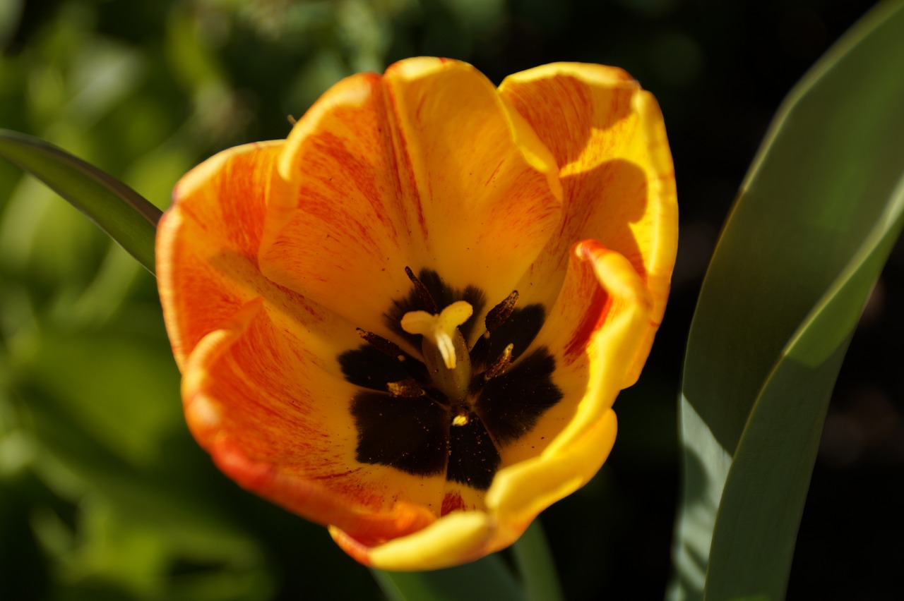 flower tulip flowers free photo