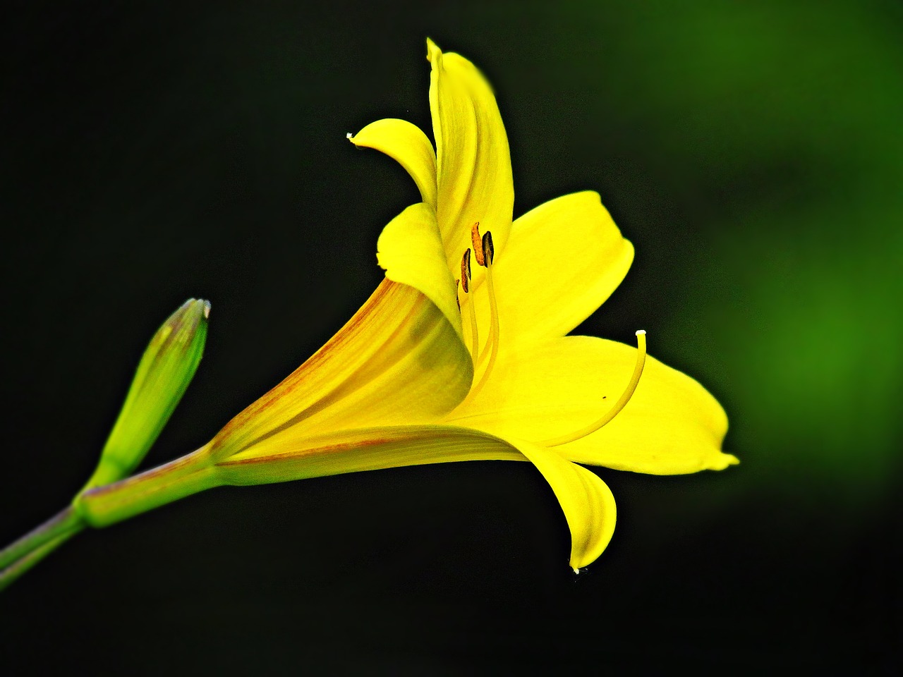 flower flowers yellow