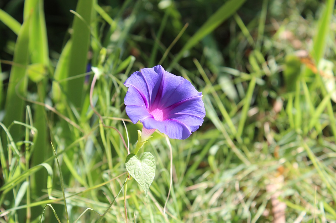 flower violet flowers free photo