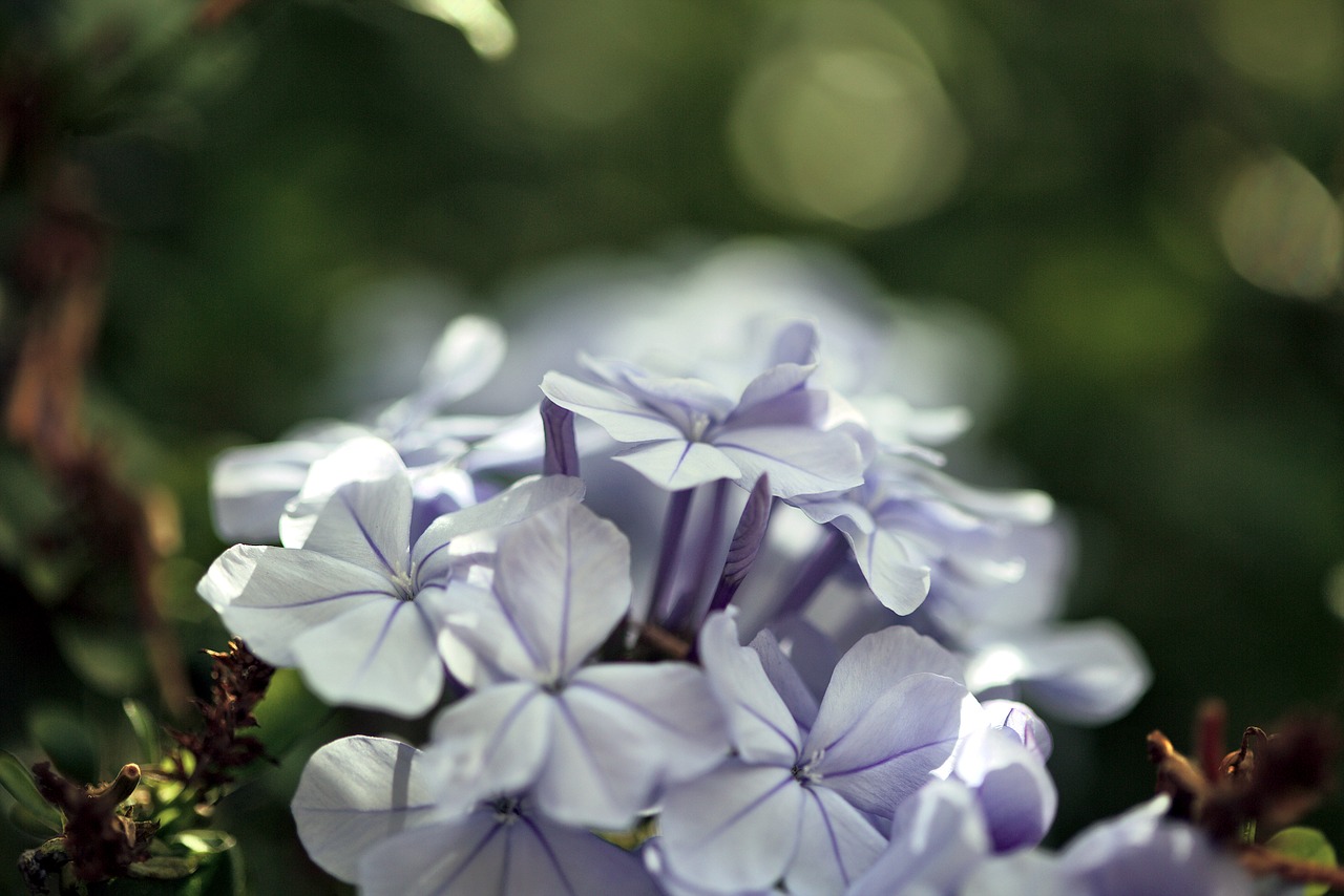 flower blue green free photo