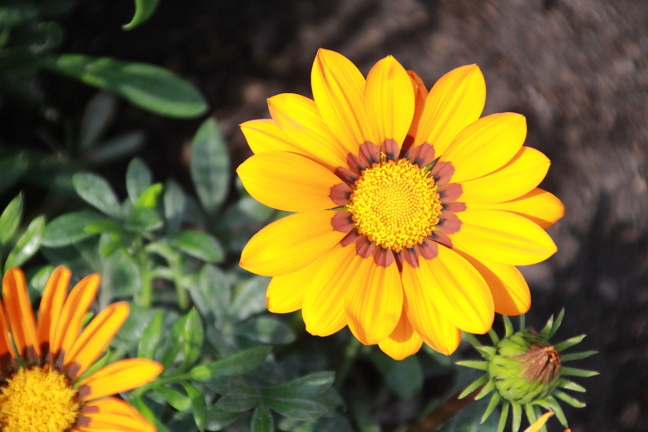 flower nature yellow free photo