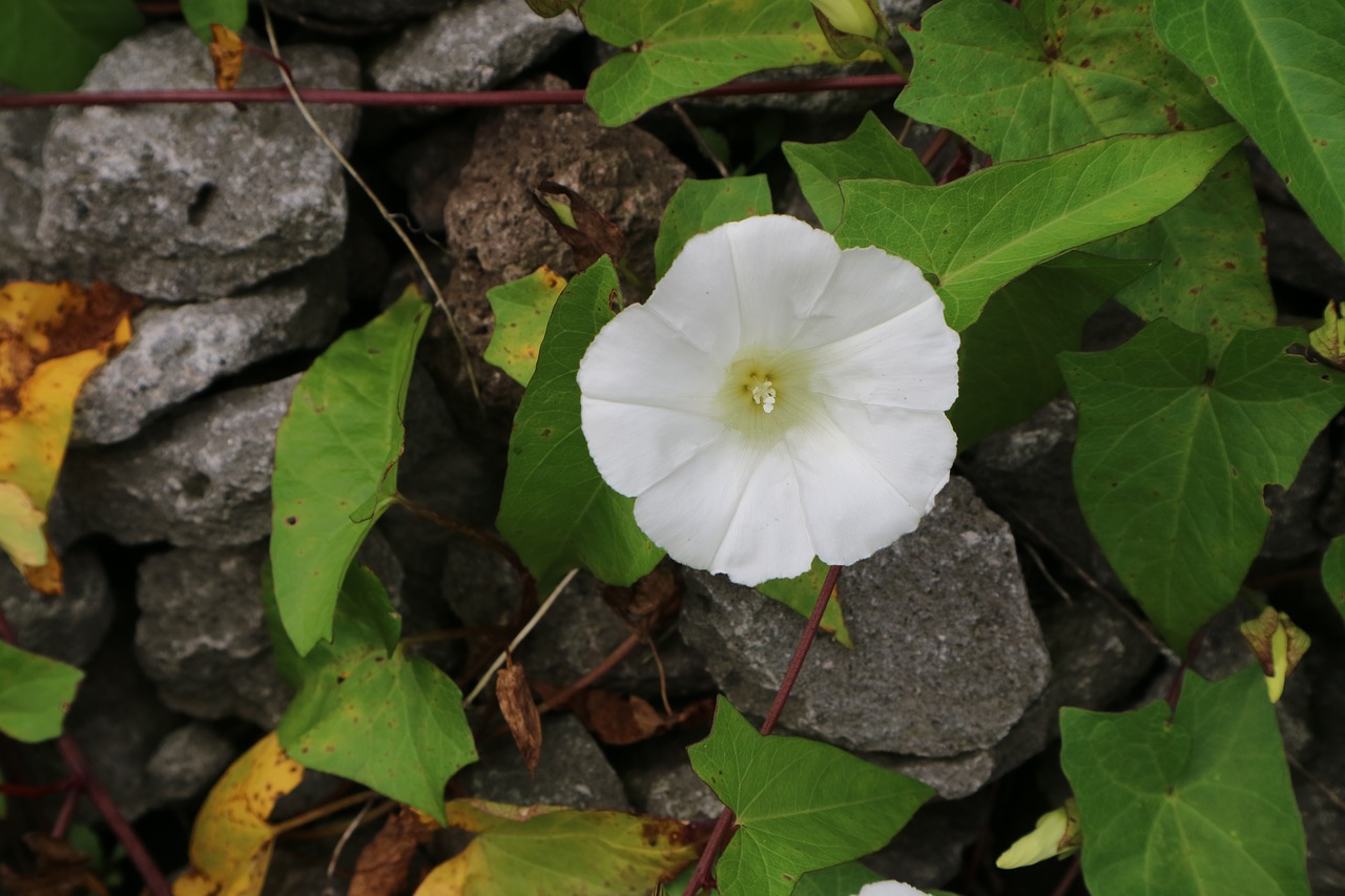 flower white white flower free photo