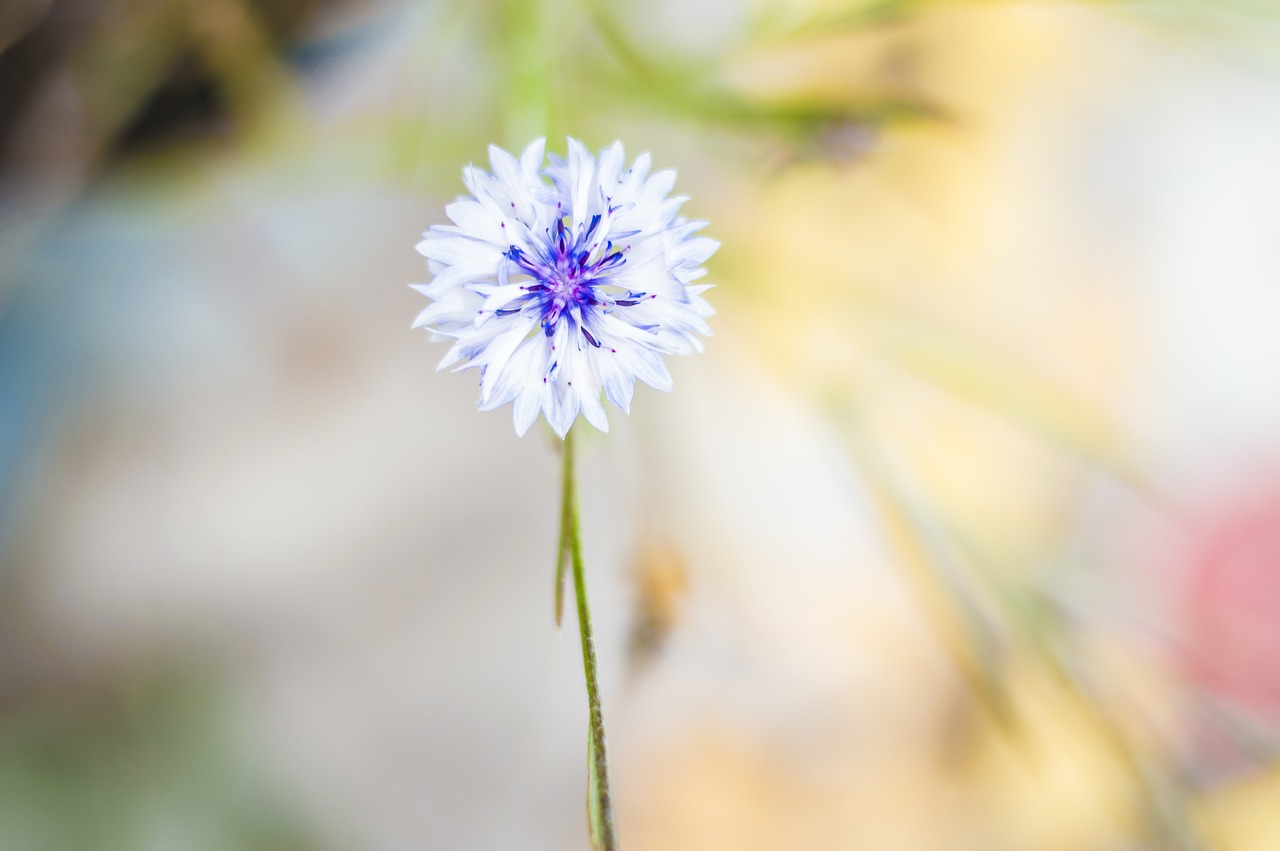 flower cornflower bokeh free photo