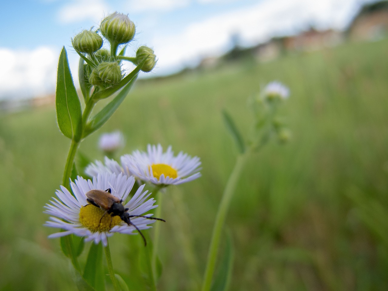 flower beetle grass free photo