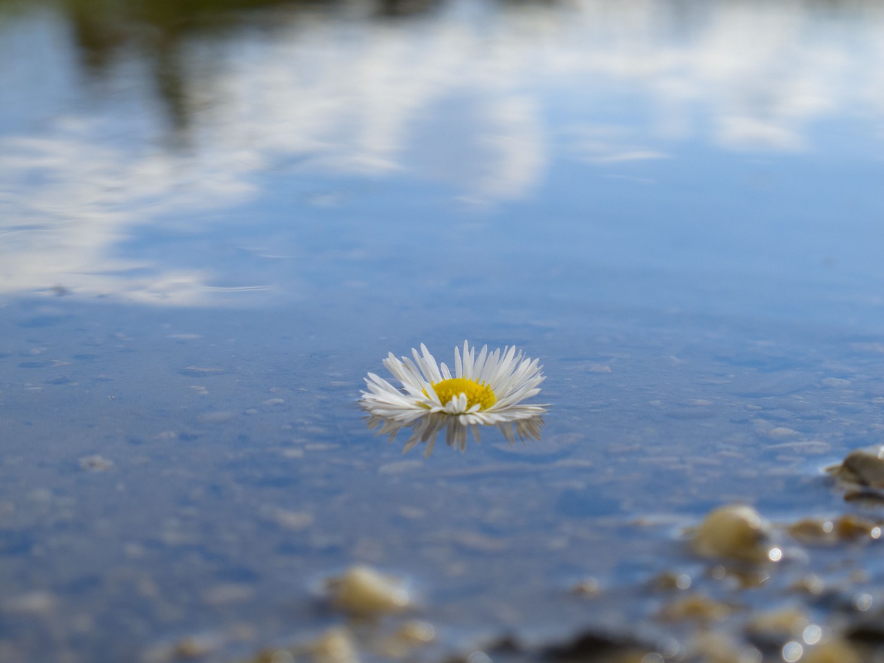 flower water summer free photo