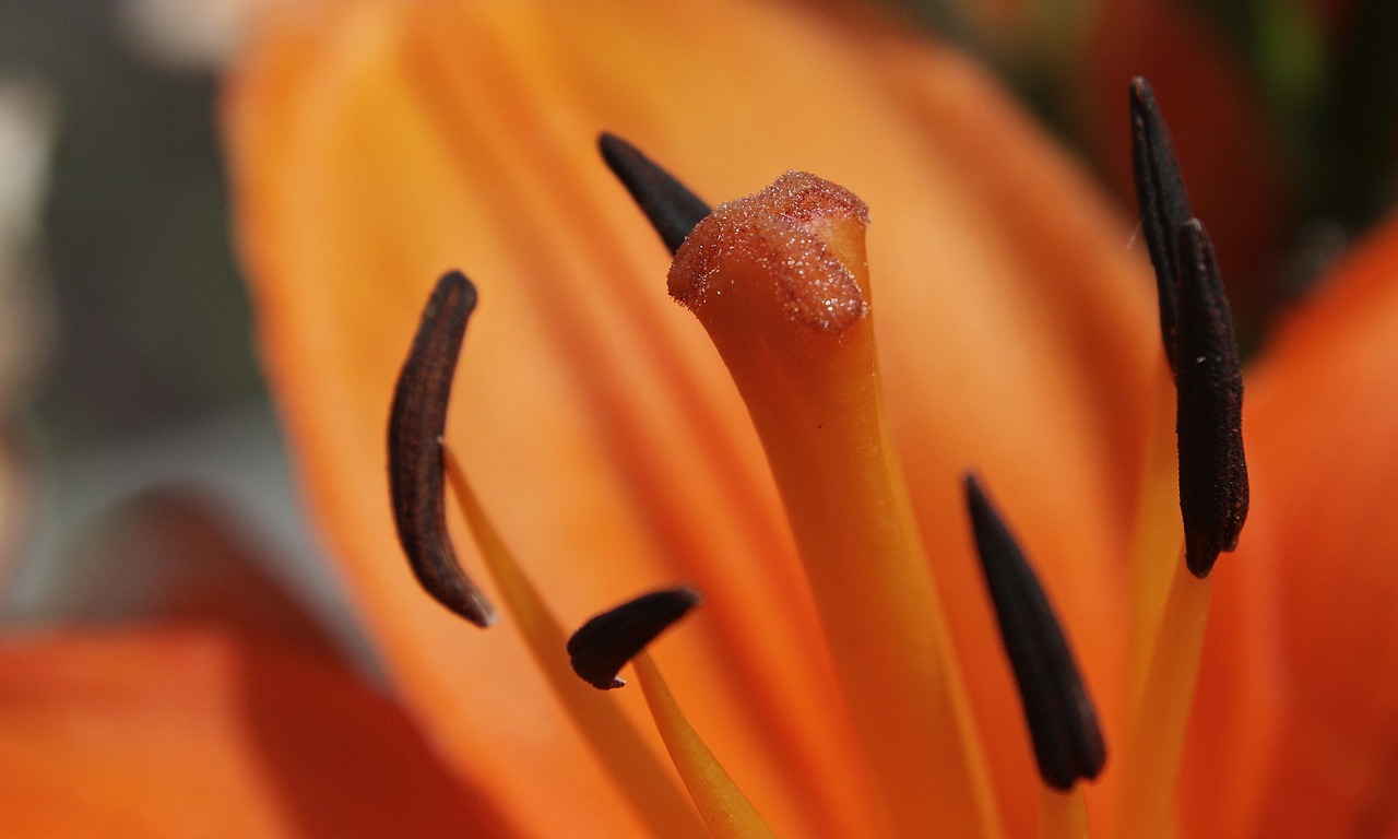 blossom bloom orange free photo