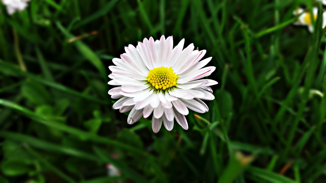 flower daisy grasshopper free photo