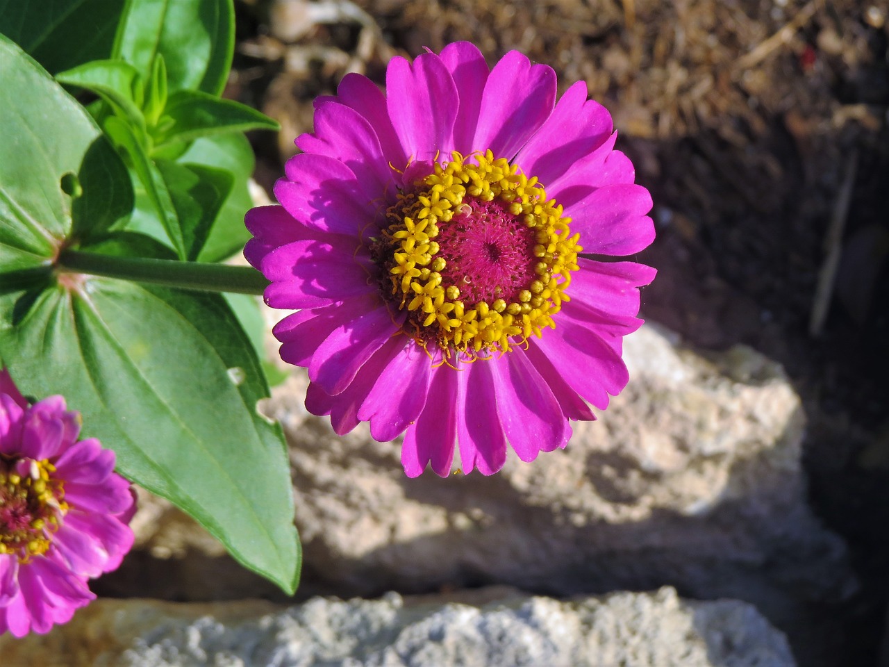 flower pink yellow free photo