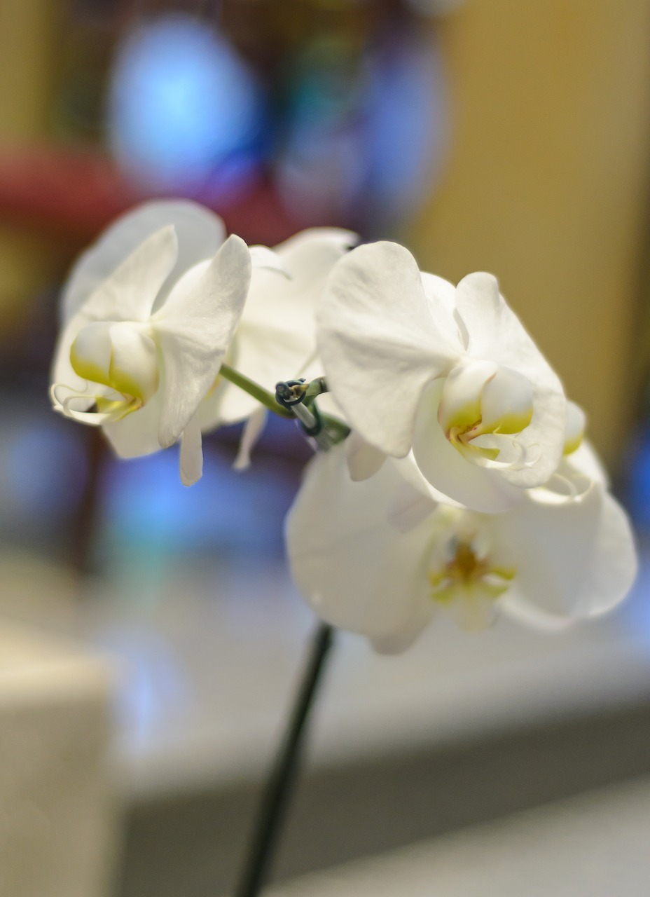 flower orchid white orchid free photo