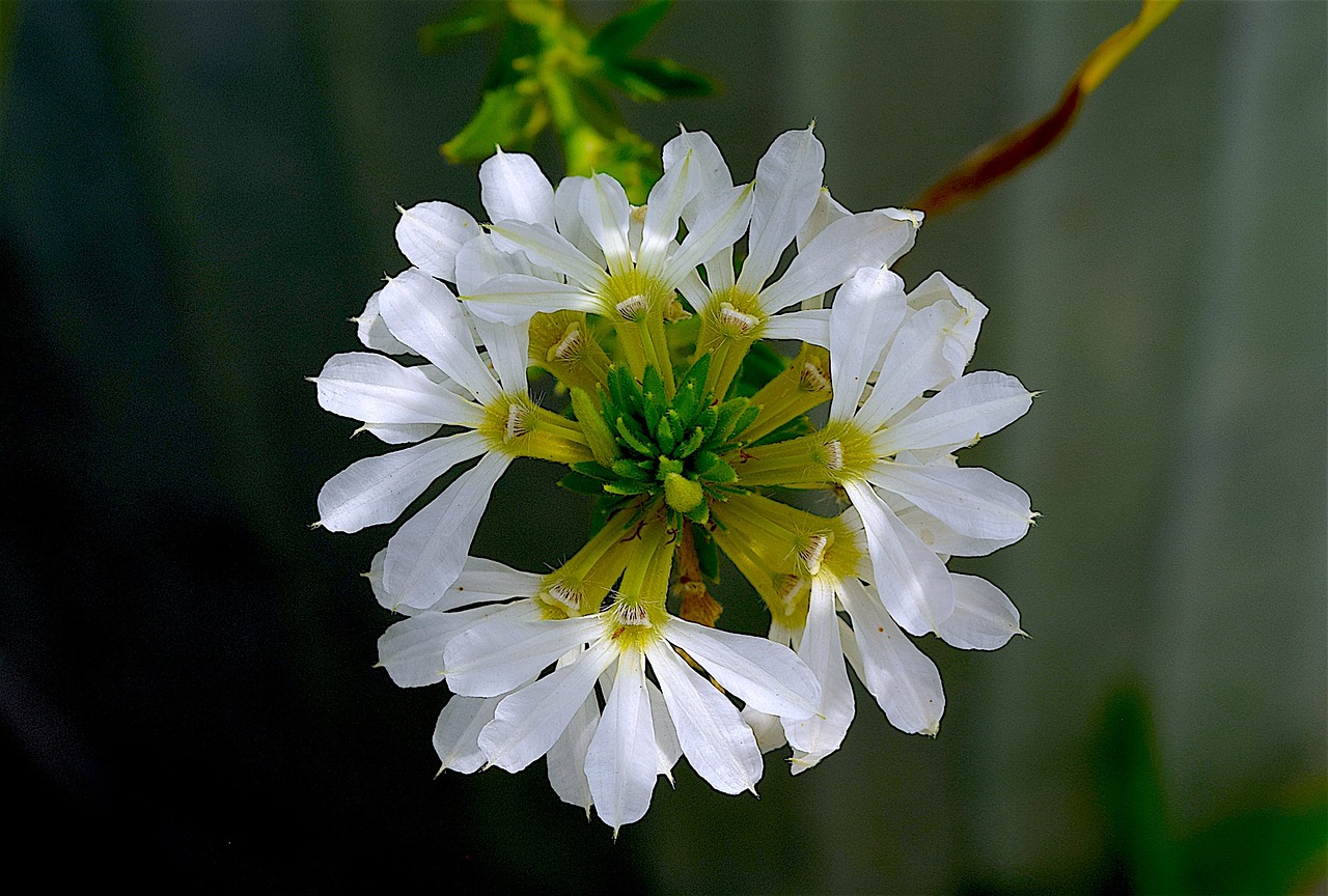 flower white blooming free photo