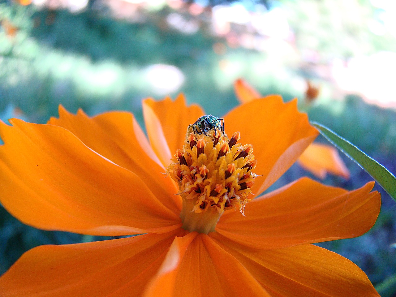 flower rapier bee free photo