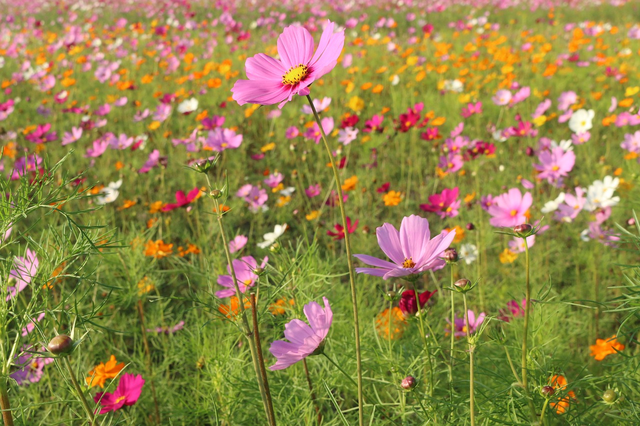 flower plant garden free photo