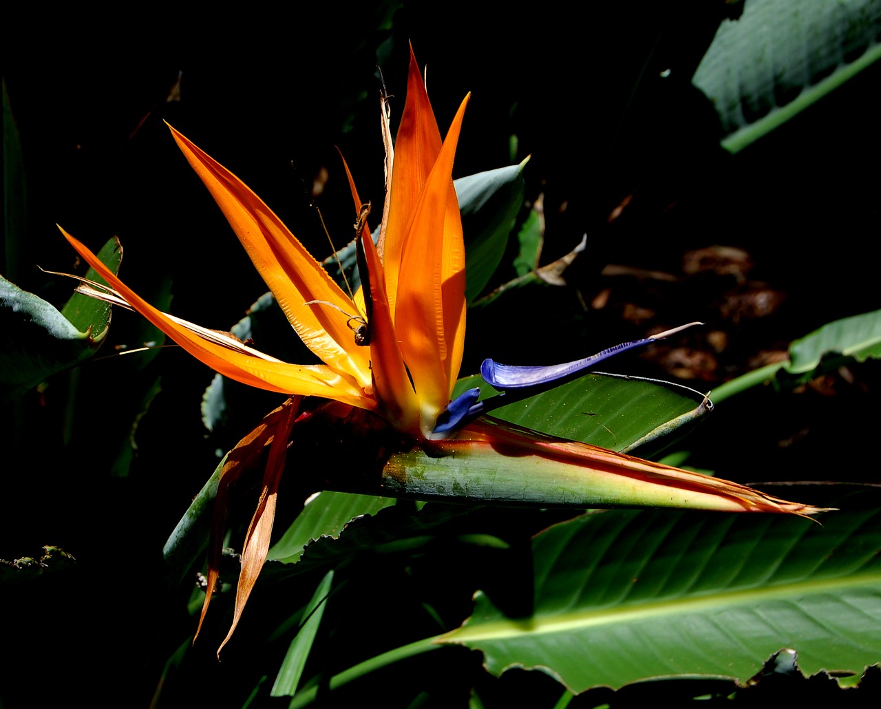 flower bird of paradise exotic flowers free photo