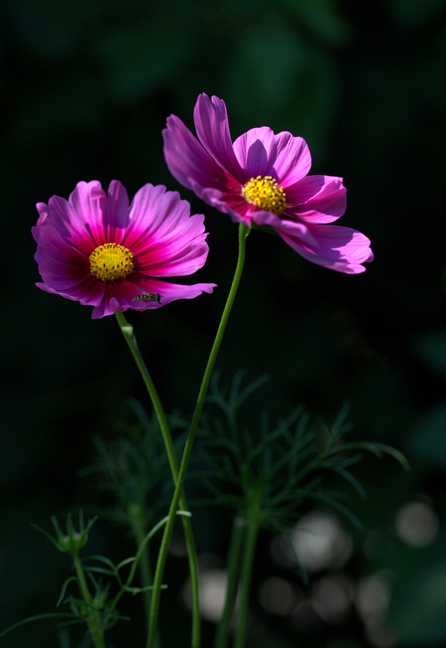 flower pink petals free photo