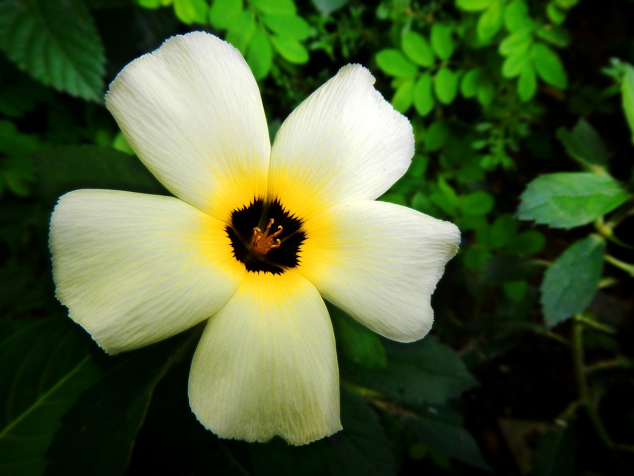 flower garden white free photo