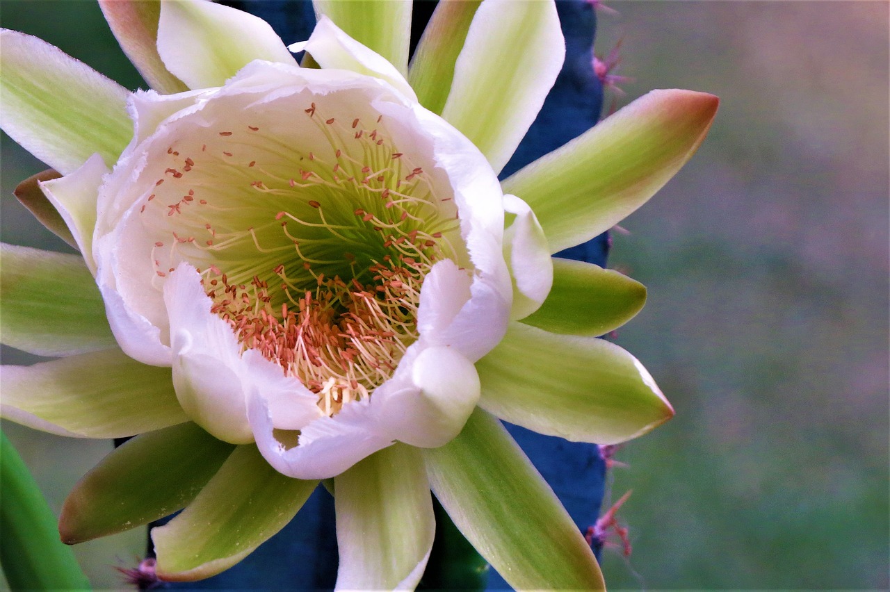 flower cactus night blooming free photo