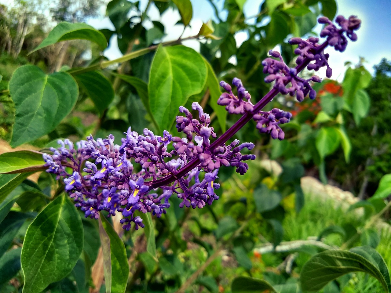 flower green blue free photo