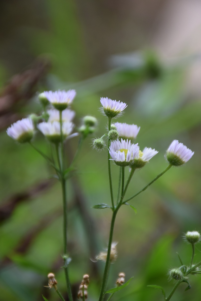 flower green natural free photo