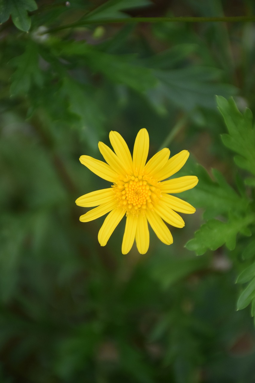 flower green natural free photo