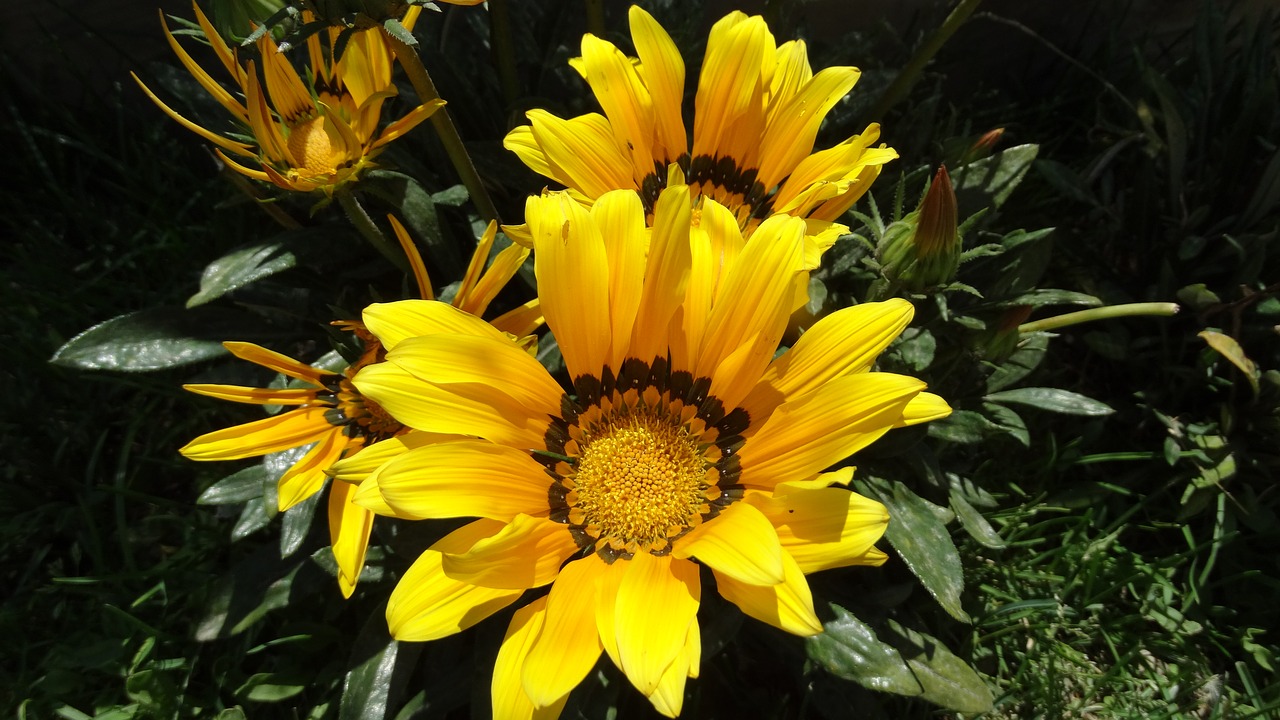 flower garden yellow free photo