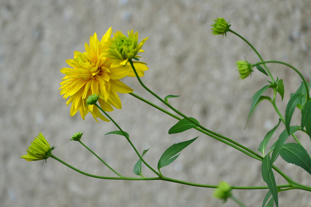 flower yellow summer free photo