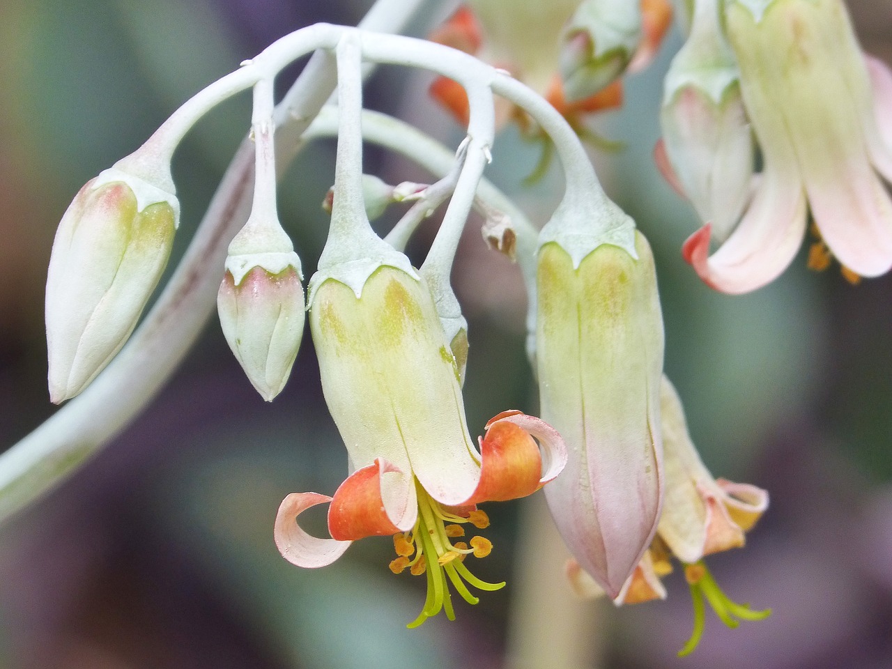 flower cactus flower bell free photo