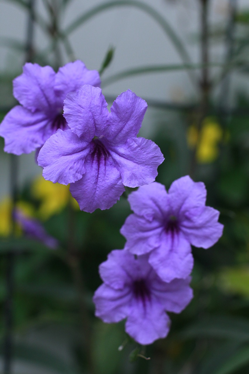 flower purple garden free photo