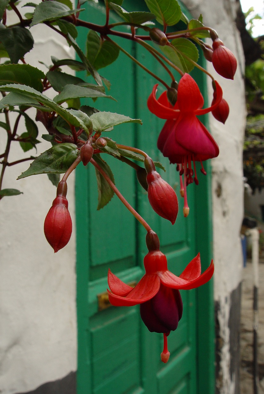 flower red green free photo