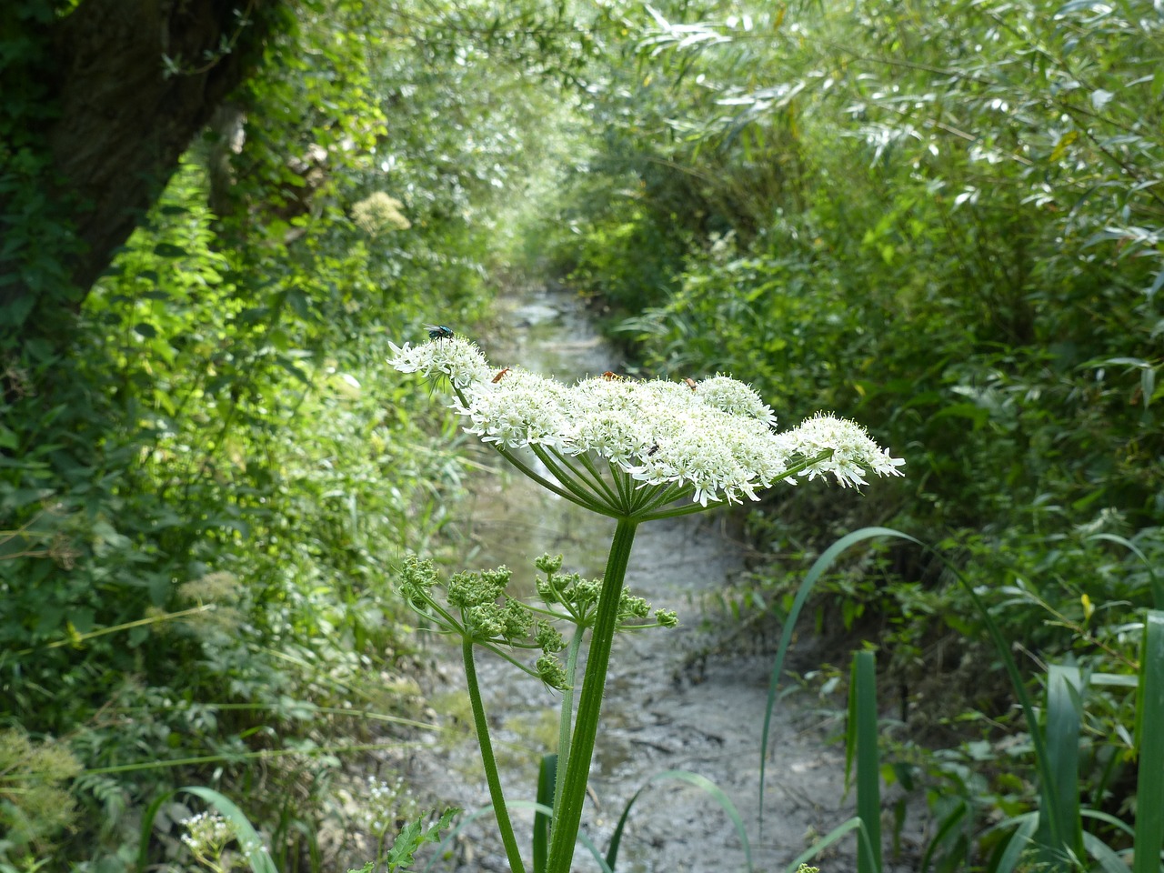 flower white nature free photo