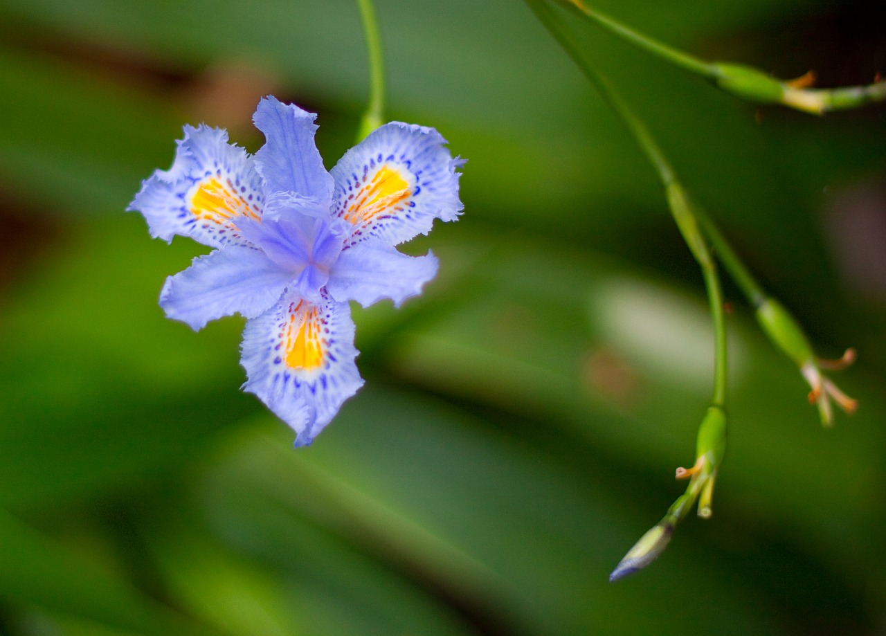 flower australia blooming free photo