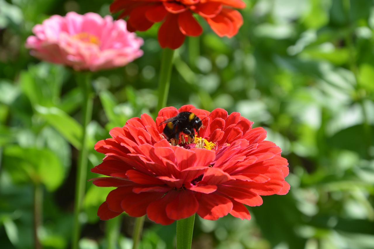 flower red nature free photo