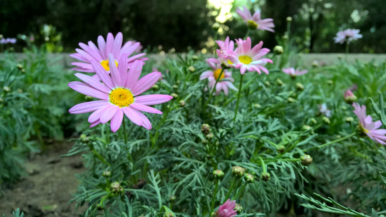 flower flowers purple free photo