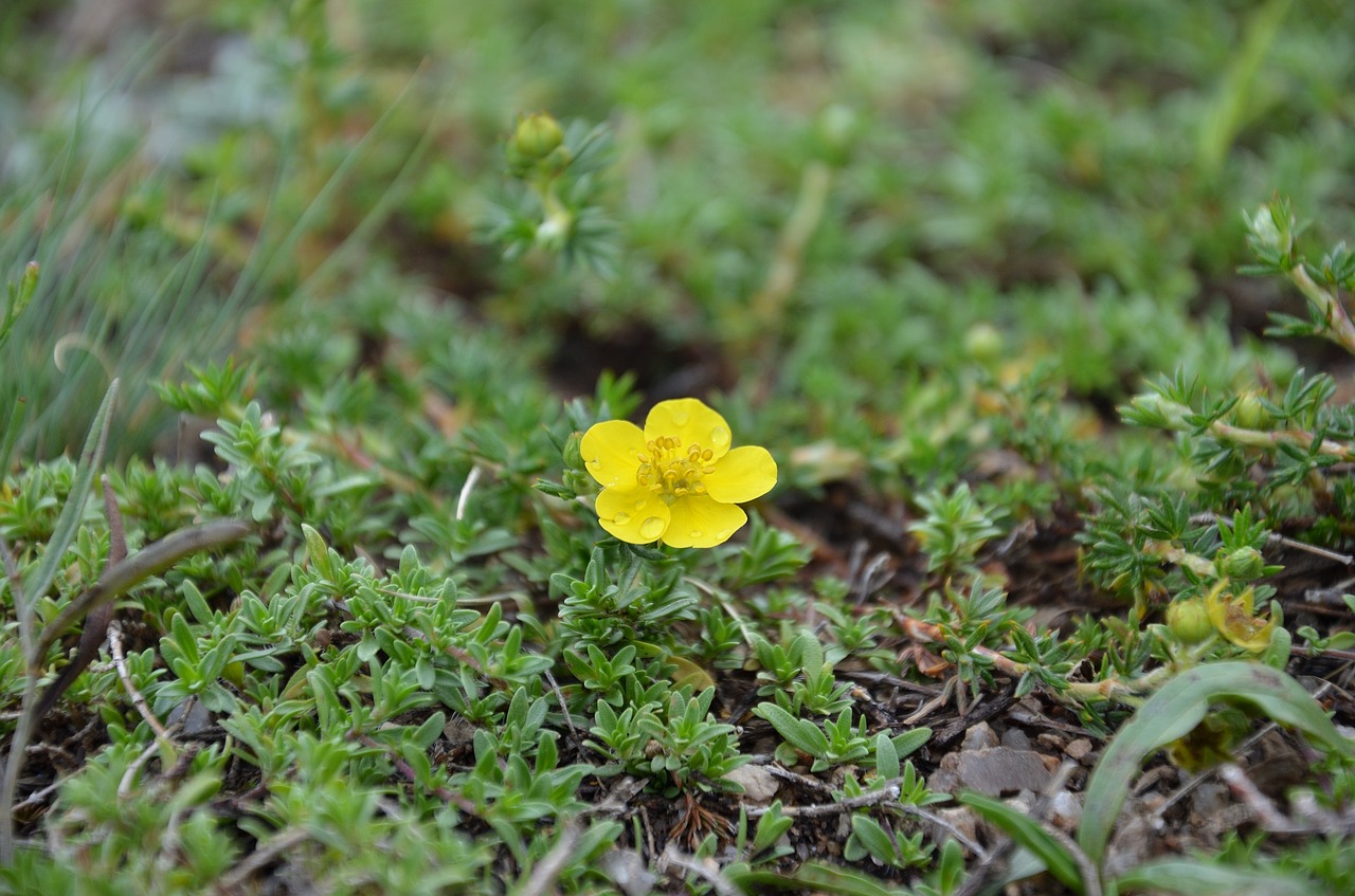 flower grass after the rain free photo