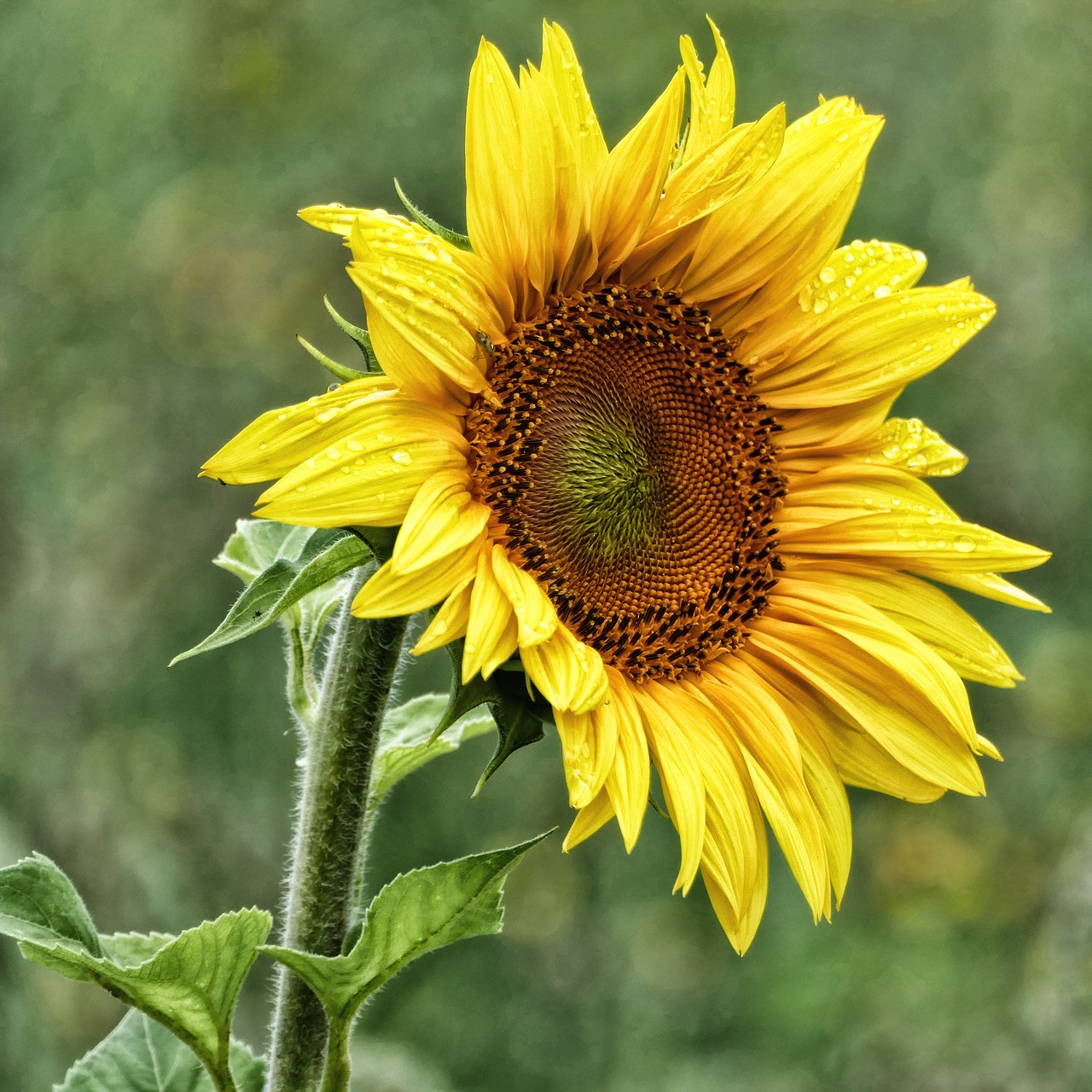 flower blossom bloom free photo