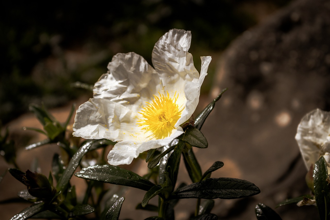 flower beach south free photo