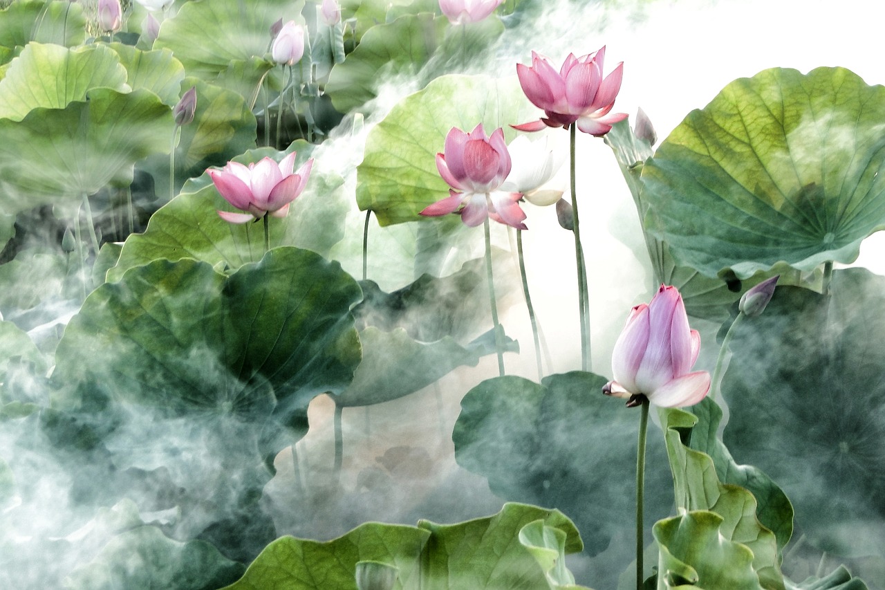 flower lotus summer free photo