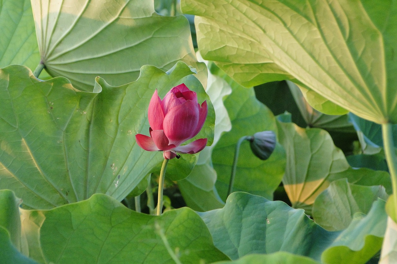 flower lotus summer free photo